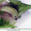 tomares callimachus novorossiysk larva4